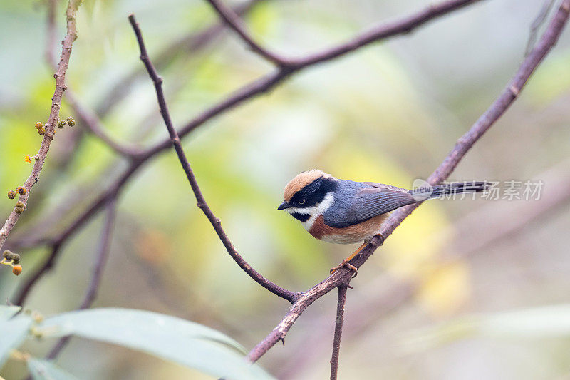 山雀:成年黑喉山雀(Aegithalos concinnus)，又称黑喉山雀。